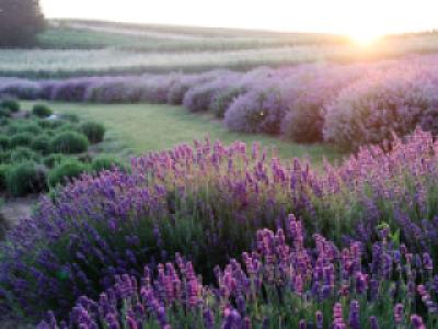 'Lavender Haze' trong ca khúc của Taylor Swift có nghĩa là gì?